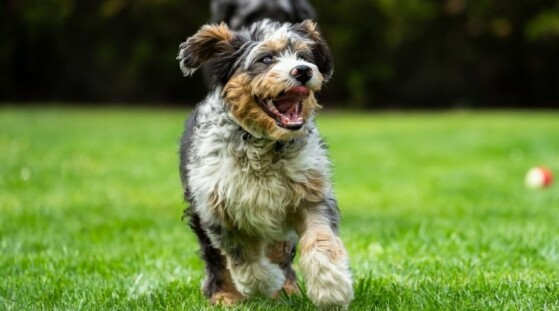 Hond draagt geel lintje: Wat betekent het en wat moet je doen?