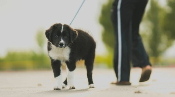 Hond draagt geel lintje: Wat betekent het en wat moet je doen?