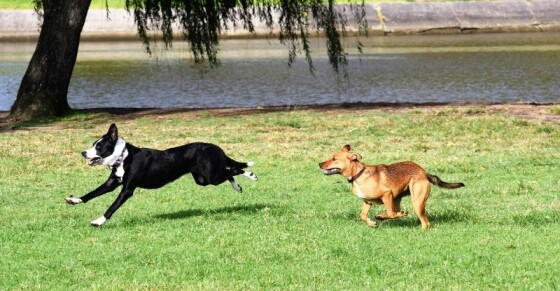 Hond draagt geel lintje: Wat betekent het en wat moet je doen?