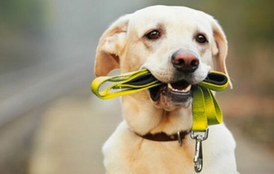 Hond draagt geel lintje: Wat betekent het en wat moet je doen?