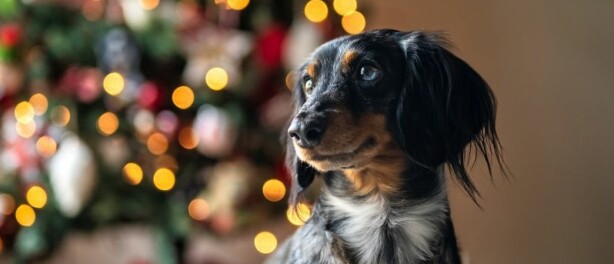 Hondvriendelijke feestdagen