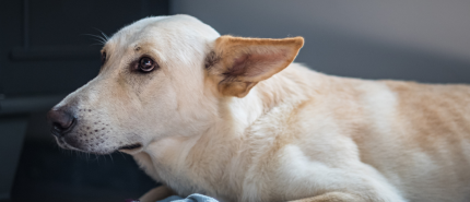 Angst en welzijn van honden