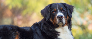 Berner Sennenhond