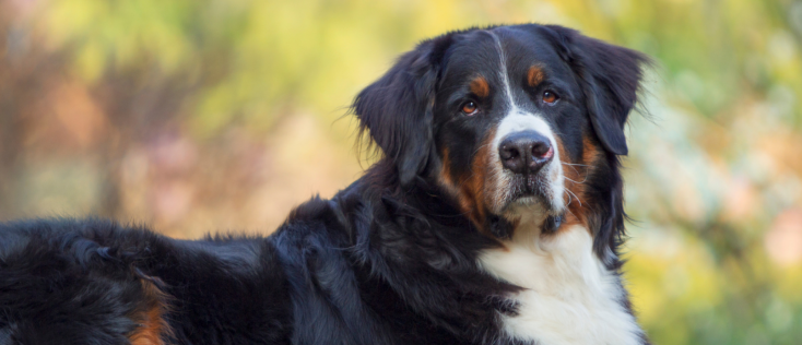 Pluche knuffel dieren Berner Sennen hond van 18 cm | Fun en Feest