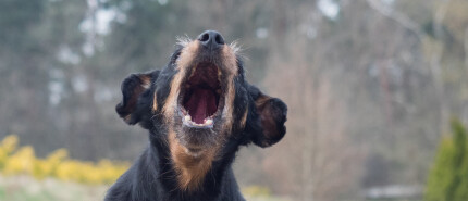 Uitvallende hond passeren