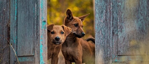 Mag een hond weigeren oftewel nee zeggen
