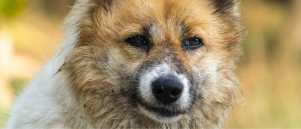 Mijn hond eist hele tijd aandacht