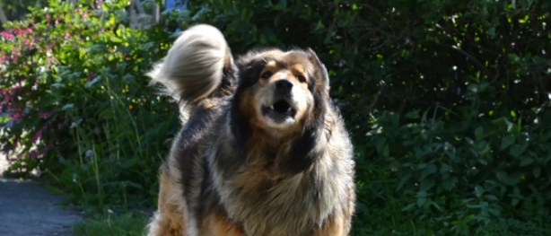 Herrie bij de hek - mijn hond blaft in de tuin
