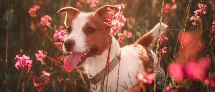 Is mijn hond gelukkig?