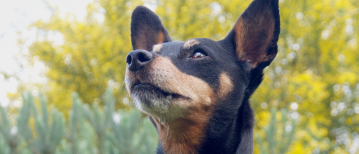 Nee zeggen tegen mijn hond