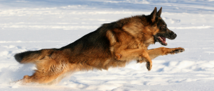 Duitse herder