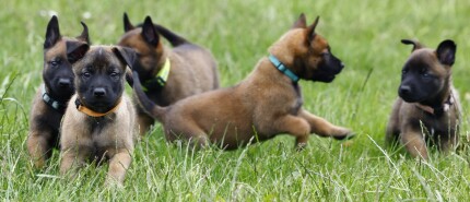 Nest puppies hebben