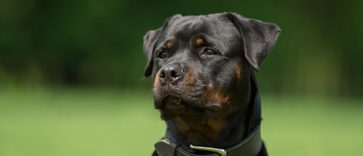 Rottweiler