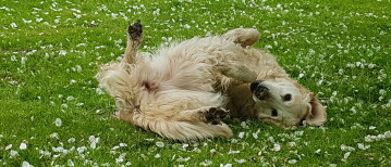Mijn hond rolt in viezigheid