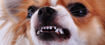 Zijn kleine honden agressief?