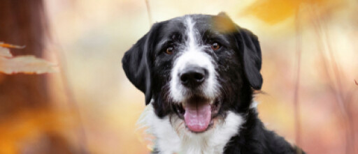 Trainen met een puberhond