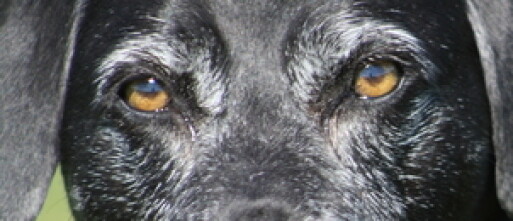 Trainen met een oudere hond