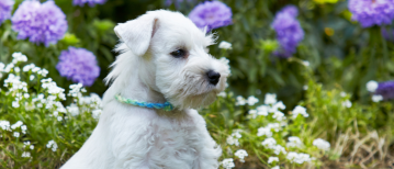 Puppy zindelijk maken