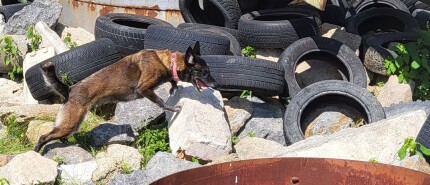 SAR Trainingsweek met onze honden