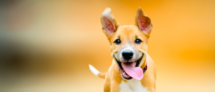 Als je hond niet mee wil werken; volhouden of stoppen?