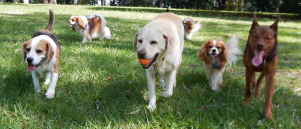 Heb je met meerdere honden een roedel?
