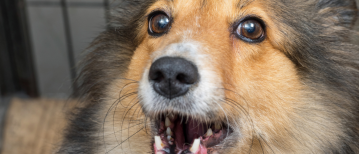 Kan een hond jaloers zijn? Feiten en misverstanden