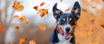 Ervaringen van een hondentrainer