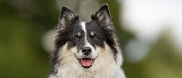 Workshop volgen met je hond