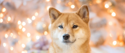 VUURWERKANGST BIJ JE HOND: HET IS AL DECEMBER