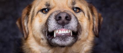 Territoriaal gedrag bij honden