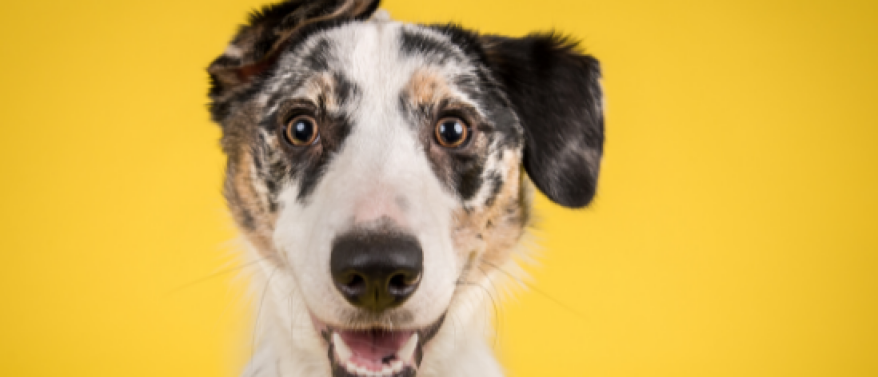 Een pup er bij nemen
