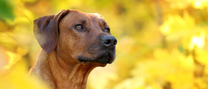 De Rhodesian ridgeback