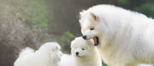 Hoe corrigeert een moederhond haar puppys?