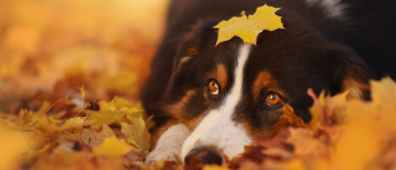 Een beloningssignaal... wat is dat?