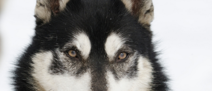 De zintuigen van je hond - zicht