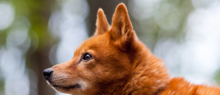 De zintuigen van je hond - gehoor