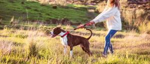 Mijn hond trekt aan de riem, hoe kan ik dat afleren?