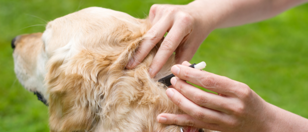 Hoe Verwijder Je Een Teek Bij Je Hond