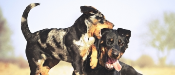 Vanaf welke leeftijd kan je met je hond trainen?