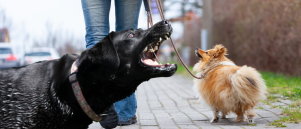 Waarom valt je hond uit aan de lijn en hoe los je het op?