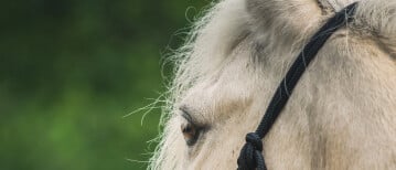 Ears forwards does not mean happy horse...