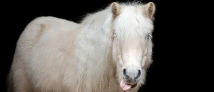 Horse training IS hard, but youve got this...