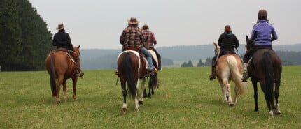 What is a good trail riding horse...?