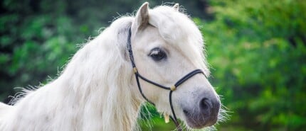 A day in the life of a Shetland owner...