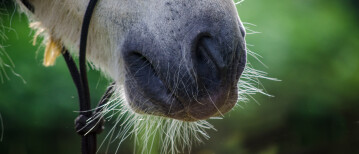 19. Introverted horse OR horse in pain...?