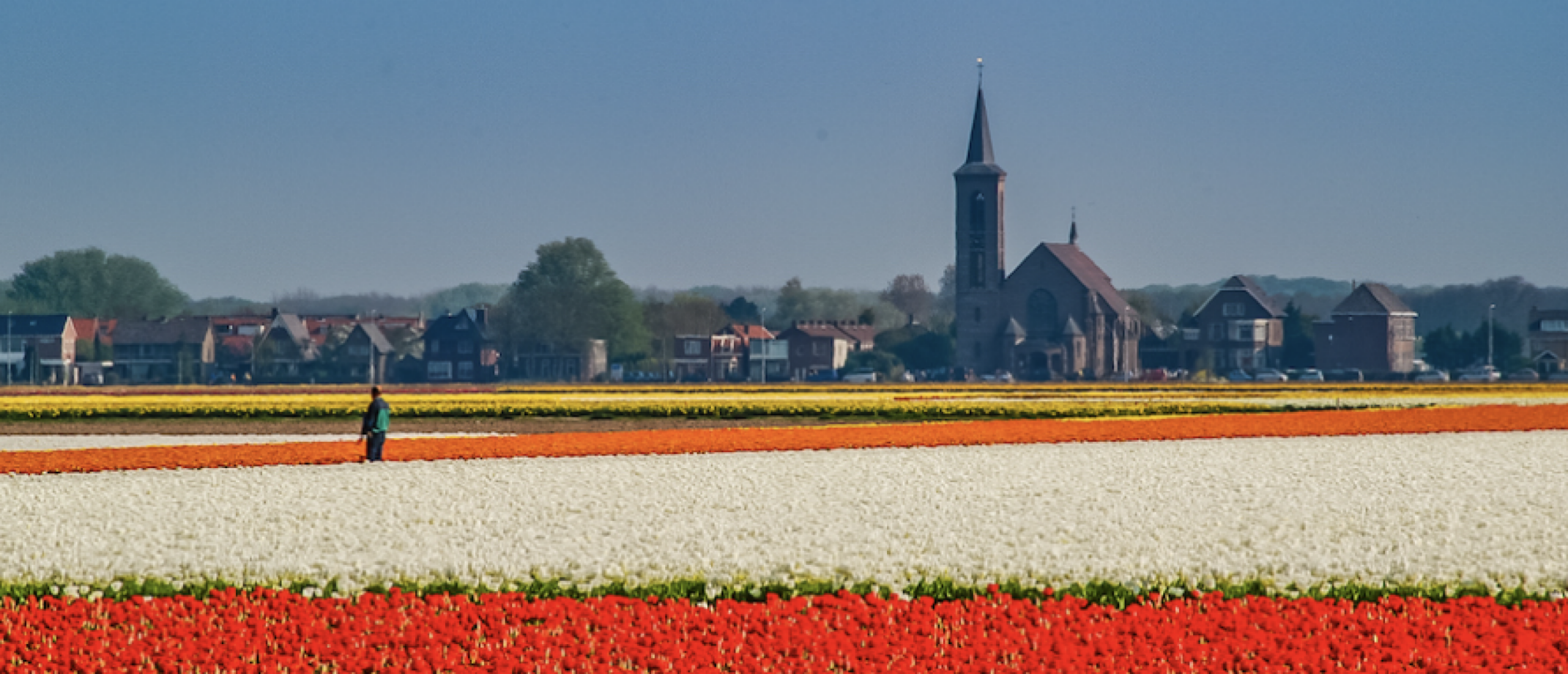 De Magie van de Bollenvelden