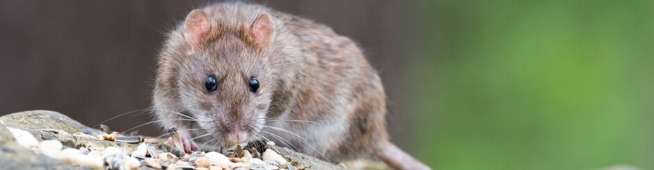 Rattenbestrijding Friesland - Veilig, Snel en Effectief van Ratten Af!