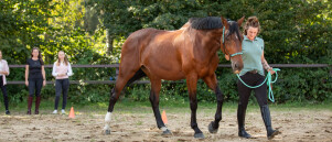 Paarden en mensen: persoonlijke aandacht voor behoeften voor de beste resultaten