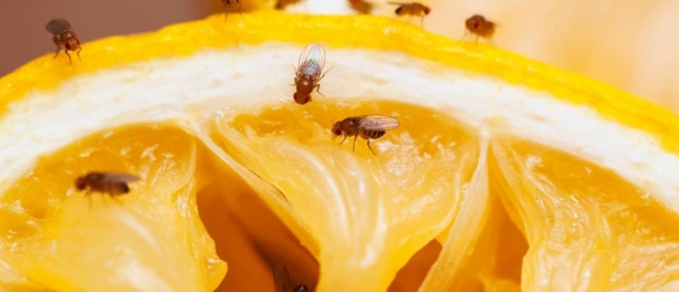 Fruitvliegjes in huis? Dit zijn de beste tips die echt helpen