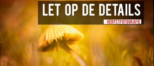 Herfstfotografie Tip - Let op de Details